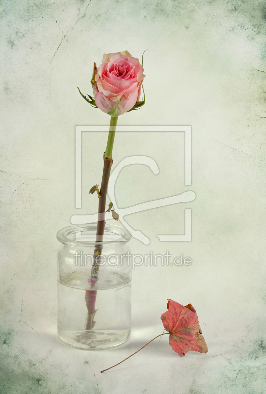 Bild-Nr.: 11358832 rose and fallen leaf erstellt von Rolf Eschbach