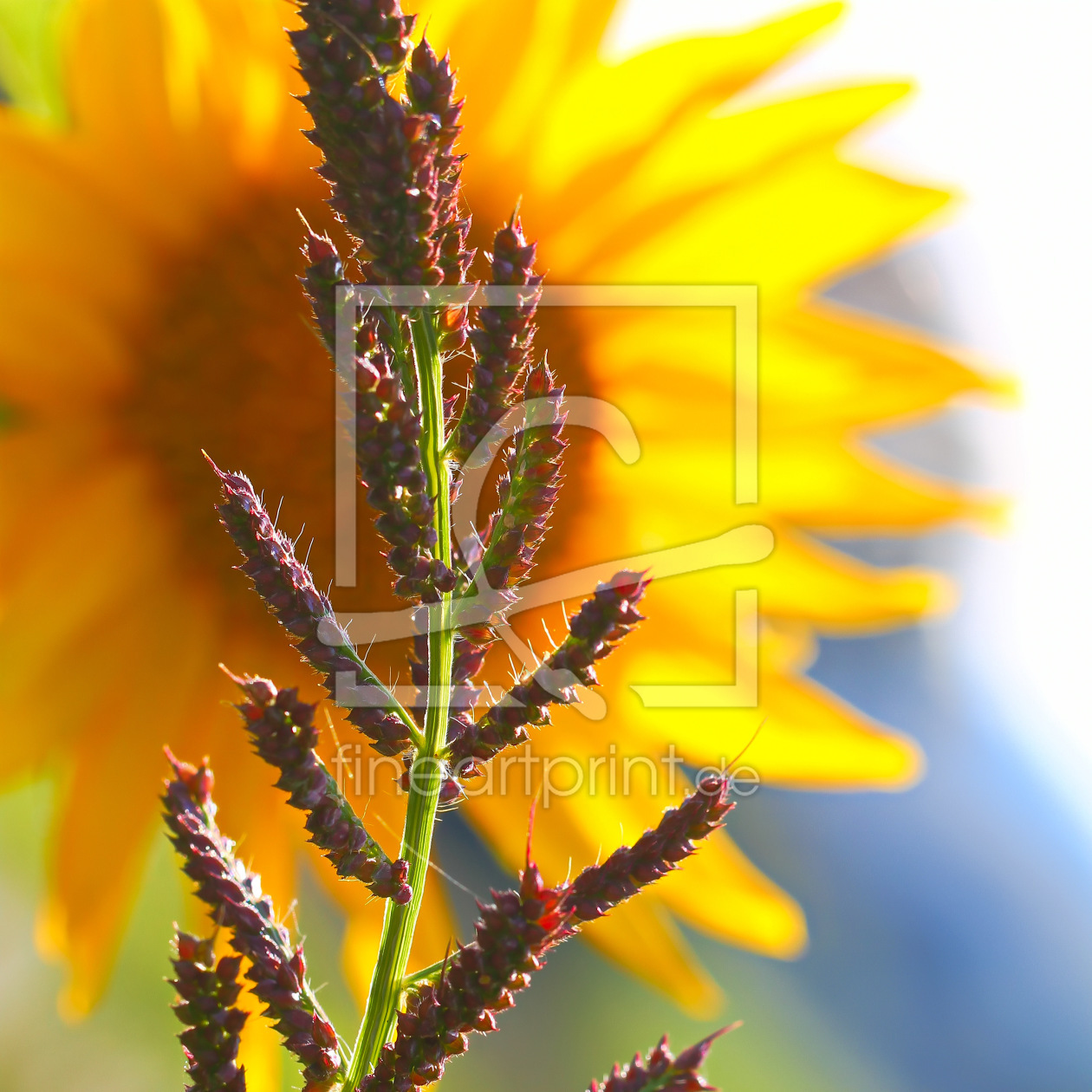 Bild-Nr.: 11358960 Grasblüten vor der Sonnenblume erstellt von falconer59