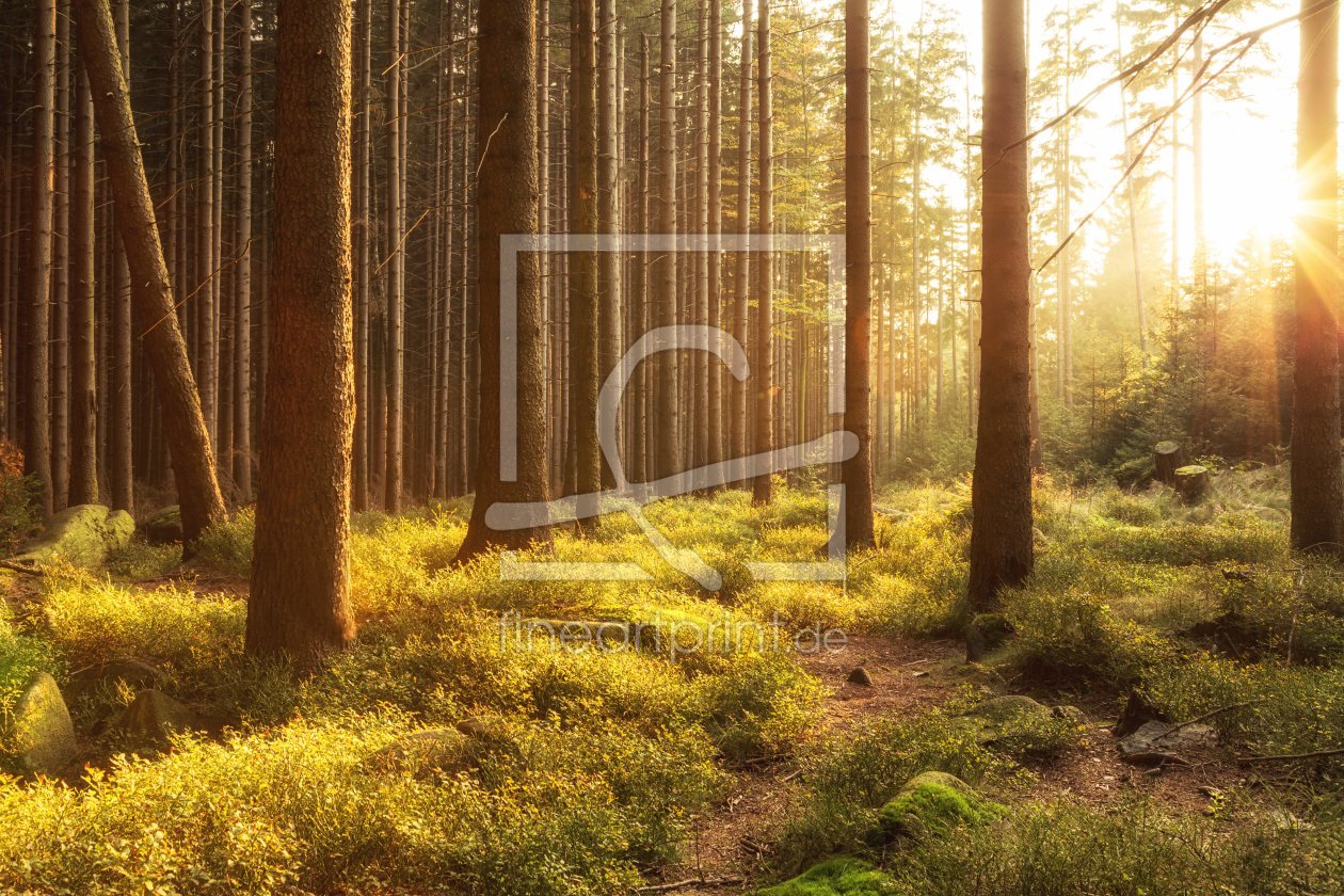 Bild-Nr.: 11359418 Abendsonne im Wald erstellt von Oliver Henze