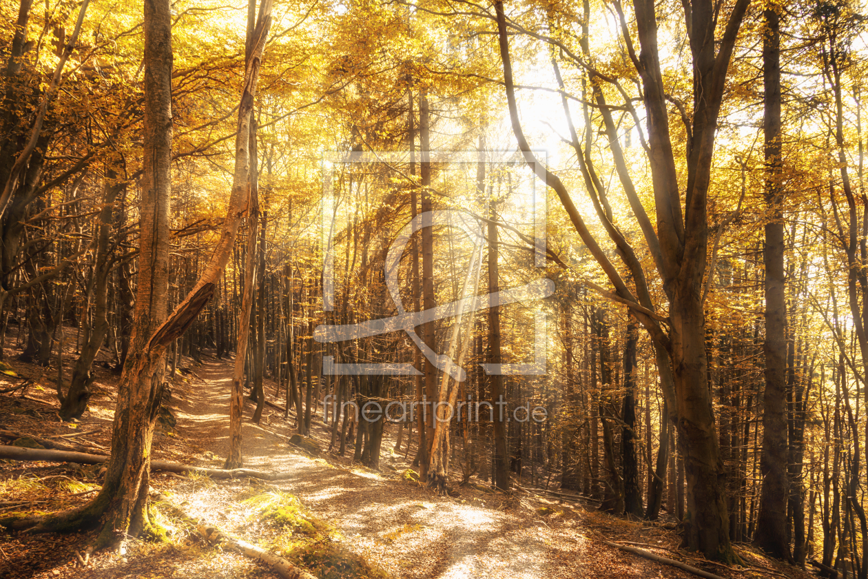 Bild-Nr.: 11359730 Goldener Herbstwald erstellt von Oliver Henze
