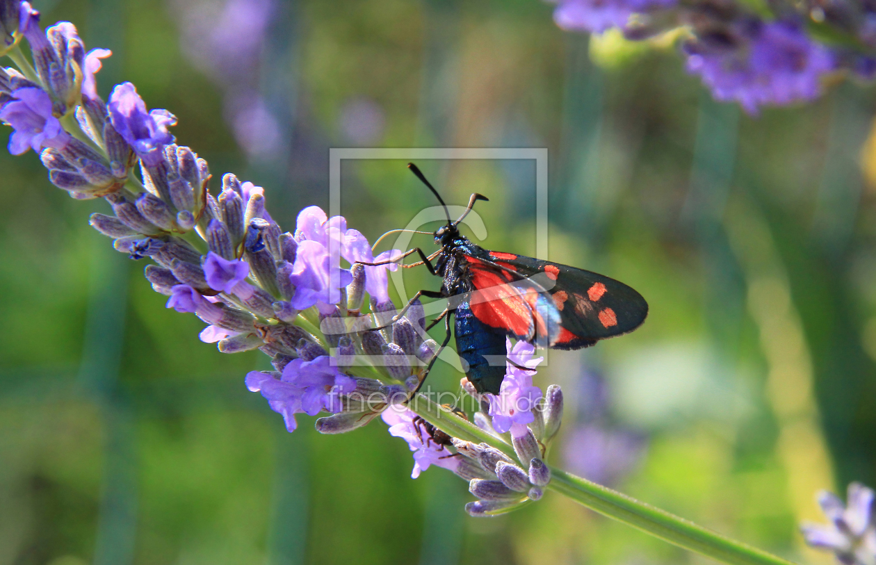 Bild-Nr.: 11359956 Widderchen auf Lavendel erstellt von SusaZoom