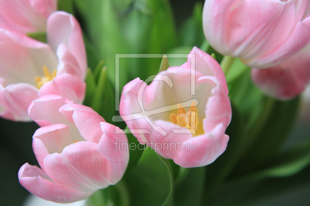 Bild-Nr.: 11360134 rosa Tulpen erstellt von mobil-foto-de