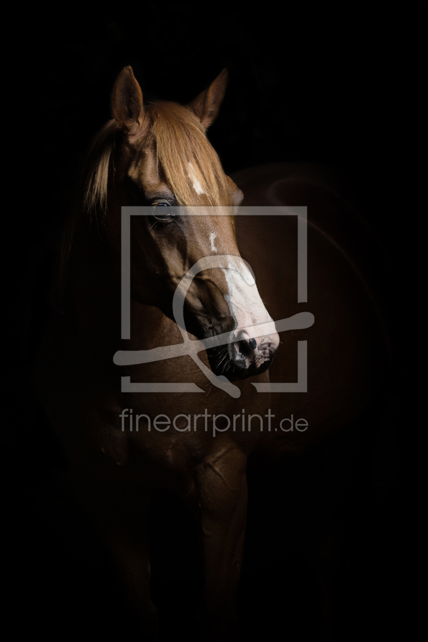 Bild-Nr.: 11360892 Quarter Horse Bild-Nr.: 11360892 Quarter Horse erstellt von PhotoArtistWinni