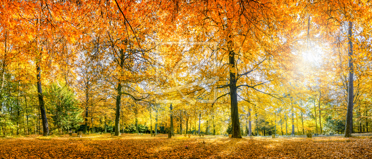 Bild-Nr.: 11360918 Herbstwald - Waldfriedhof erstellt von eyetronic