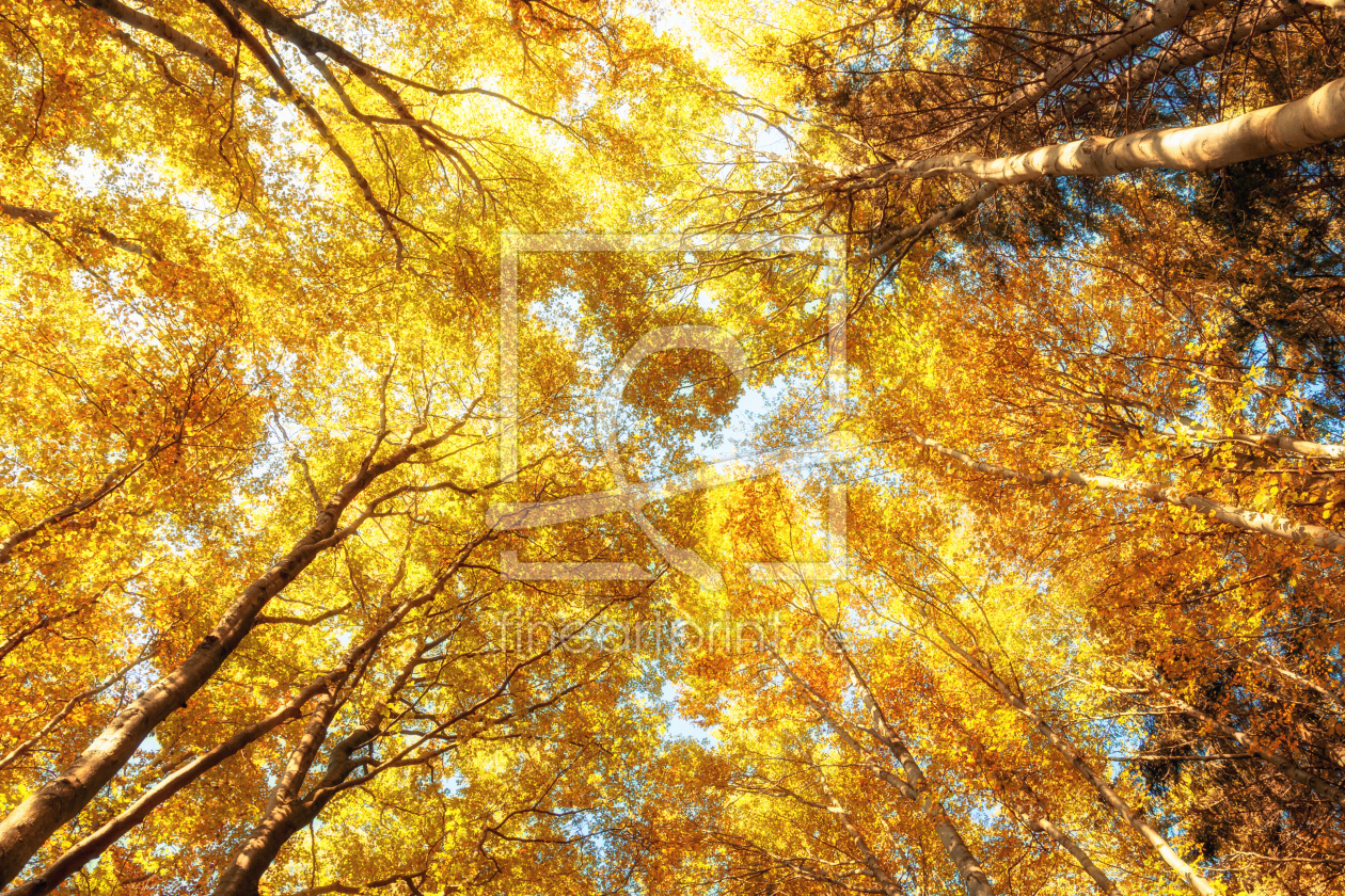 Bild-Nr.: 11361582 Goldige Natur erstellt von Oliver Henze