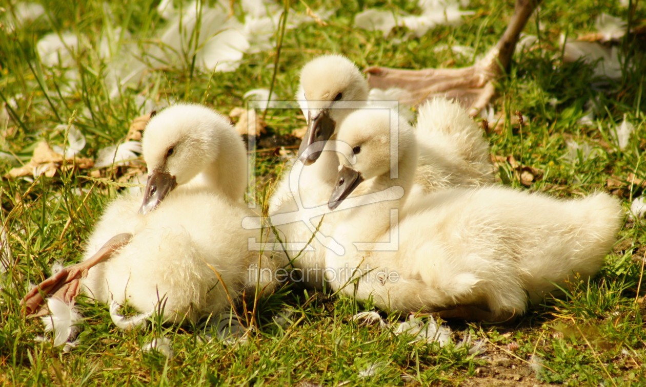 Bild-Nr.: 11361696 Schwanenküken auf der Wiese erstellt von kattobello