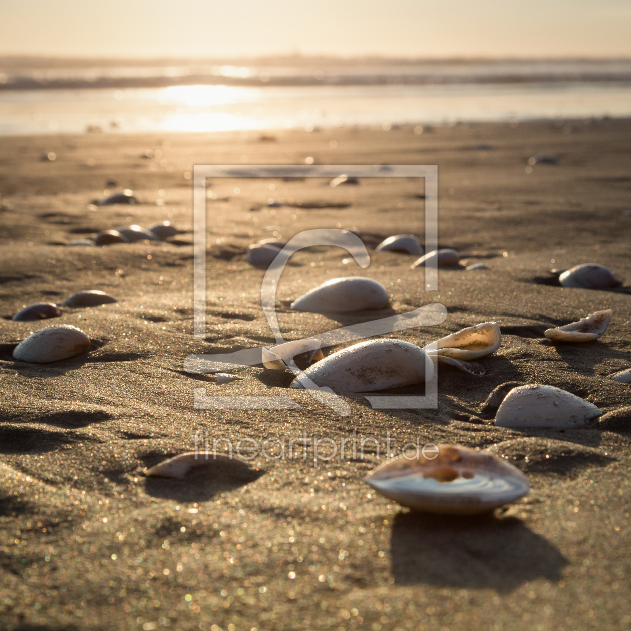 Bild-Nr.: 11362322 Muscheln im Sonnenlicht erstellt von TomKli