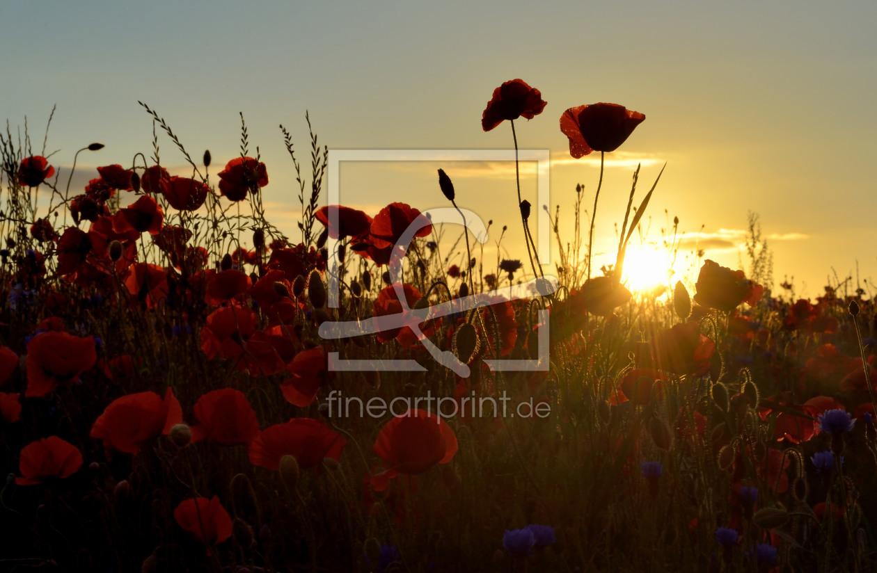 Bild-Nr.: 11362918 Mohn erstellt von Sabine Schmidt