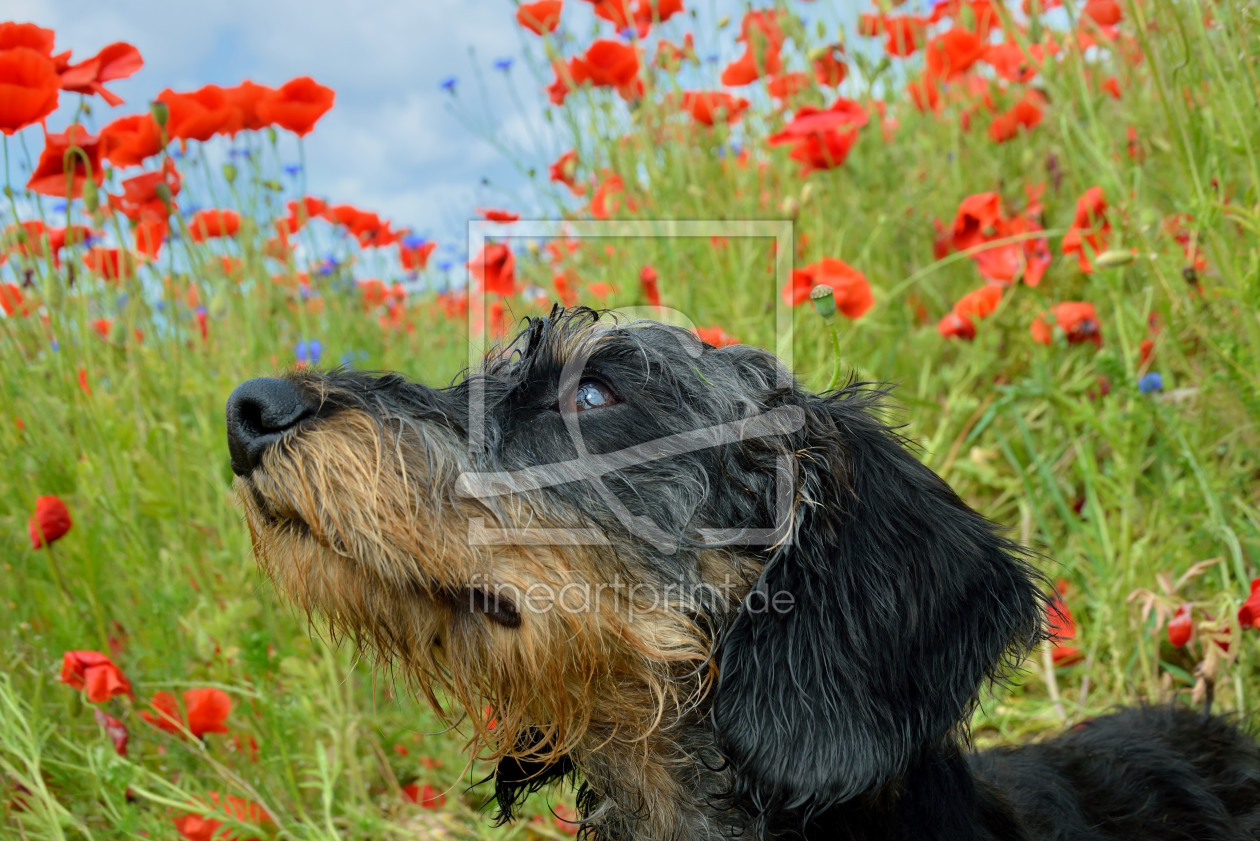 Bild-Nr.: 11363168 Im Mohn erstellt von Sabine Schmidt