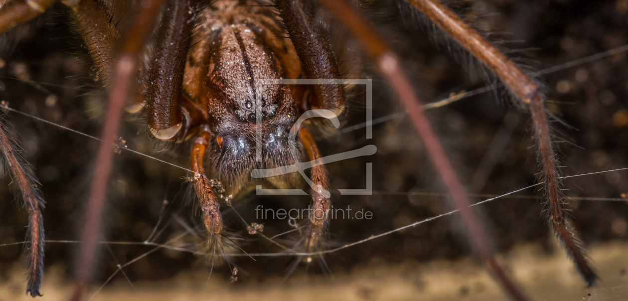 Bild-Nr.: 11363884 Tegenaria domestic , Hauswinkelspinne  erstellt von Richard-Young