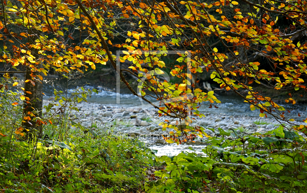 Bild-Nr.: 11363942 Herbstbuche an der Mangfall erstellt von ELIO