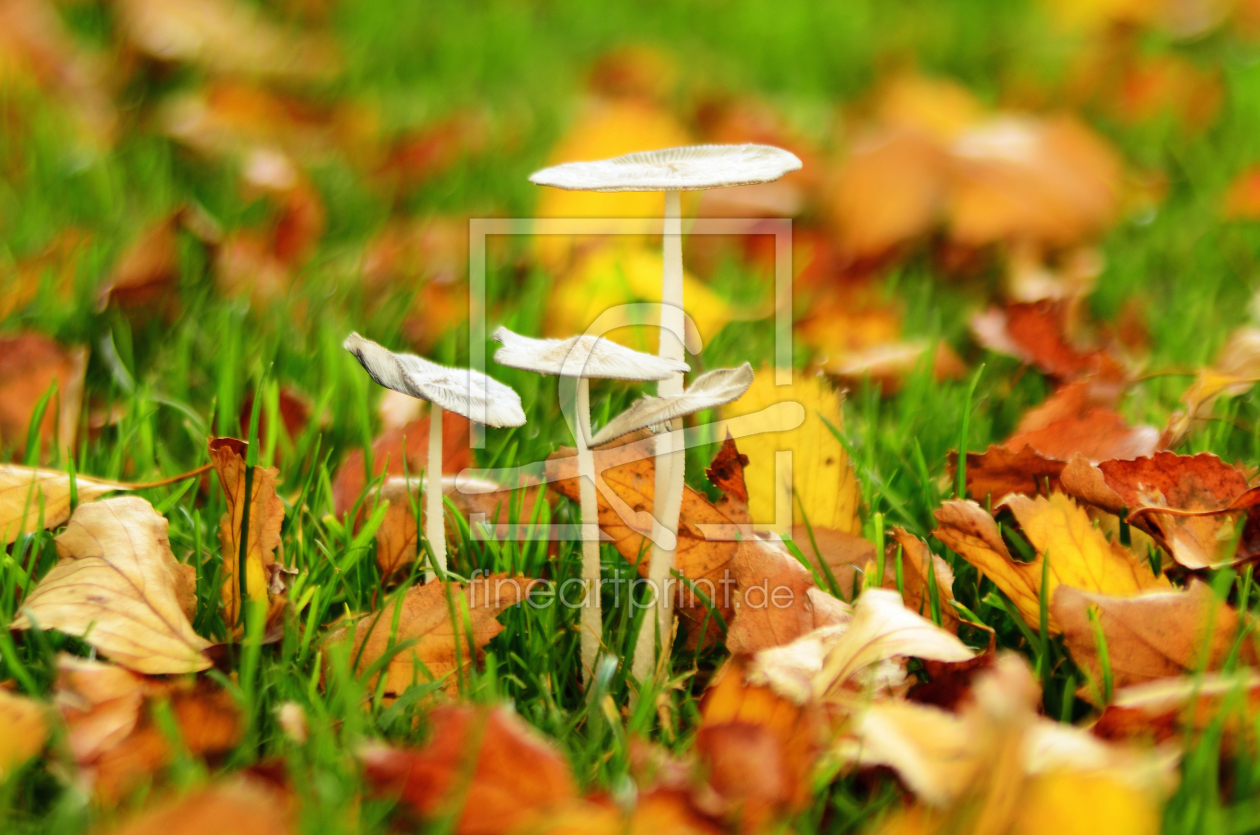Bild-Nr.: 11364398 Der Herbst ist da erstellt von Ostfriese