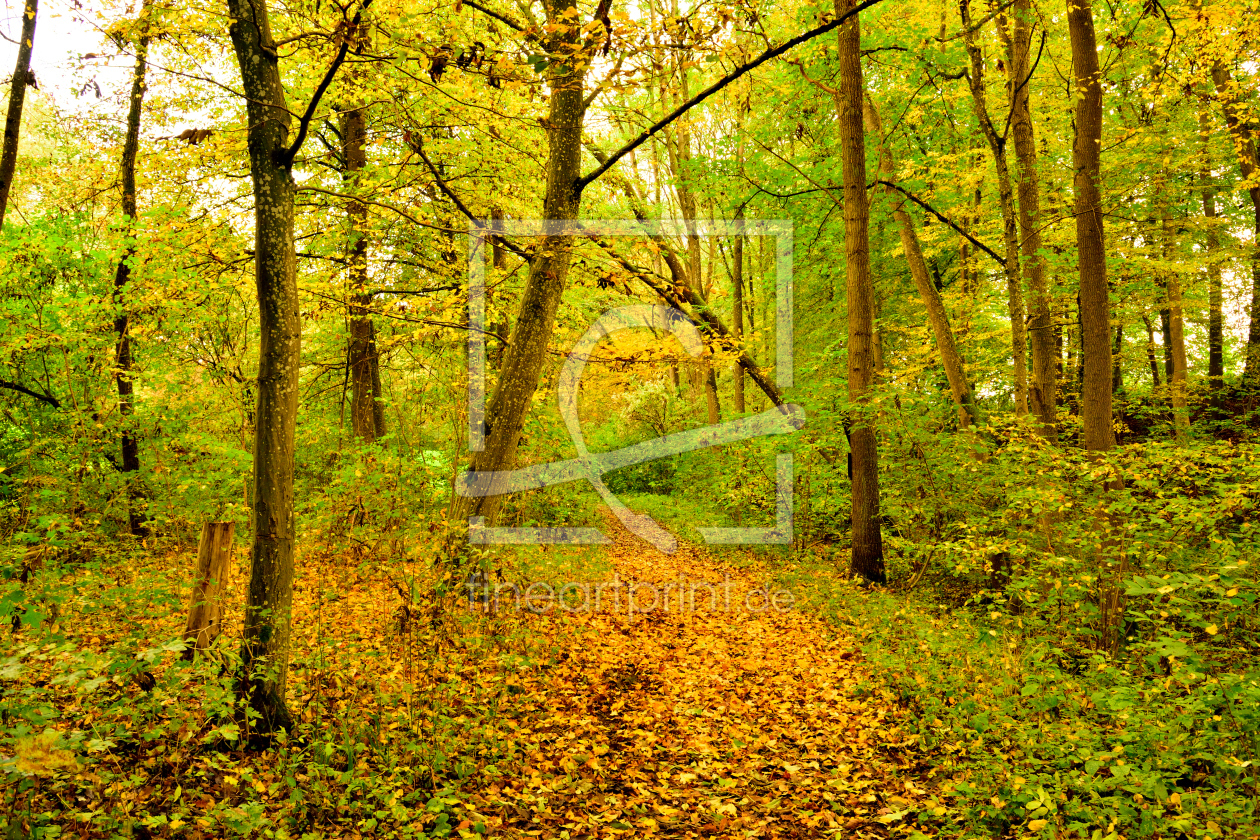 Bild-Nr.: 11364508 Herbstwald erstellt von Karin Sigwarth