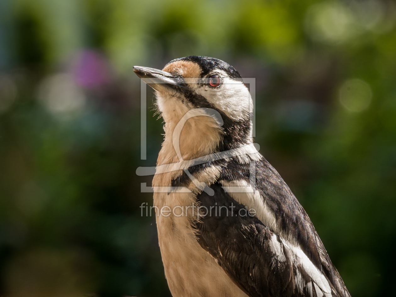 Bild-Nr.: 11364790 Buntspecht  , Dendrocopos majo erstellt von Richard-Young