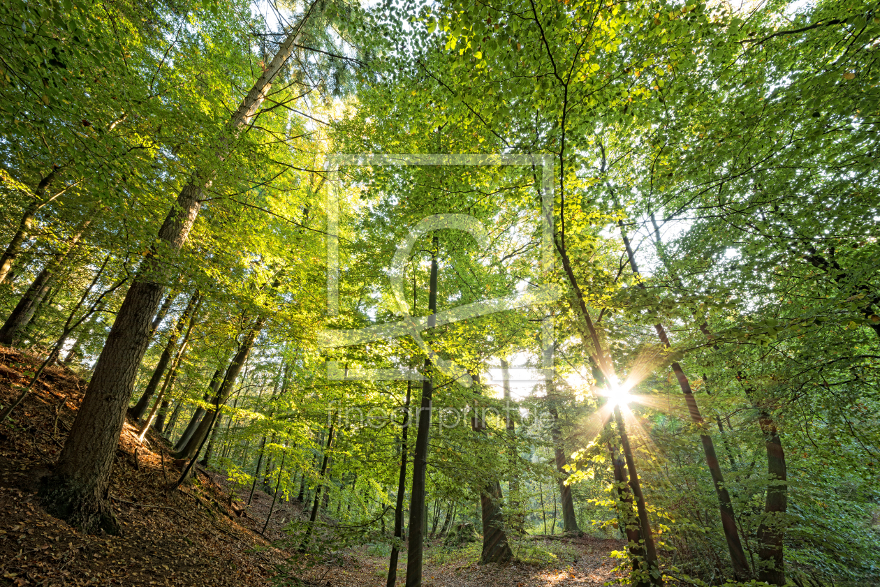 Bild-Nr.: 11365238 Extreme Wald Perspektive erstellt von Nordbilder