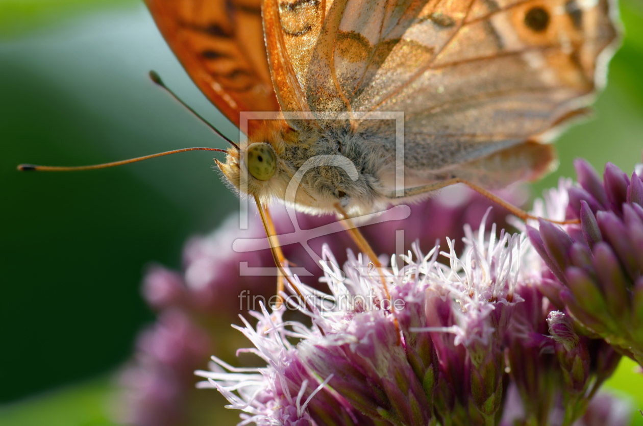 Bild-Nr.: 11365396 Butterfly erstellt von Atteloi