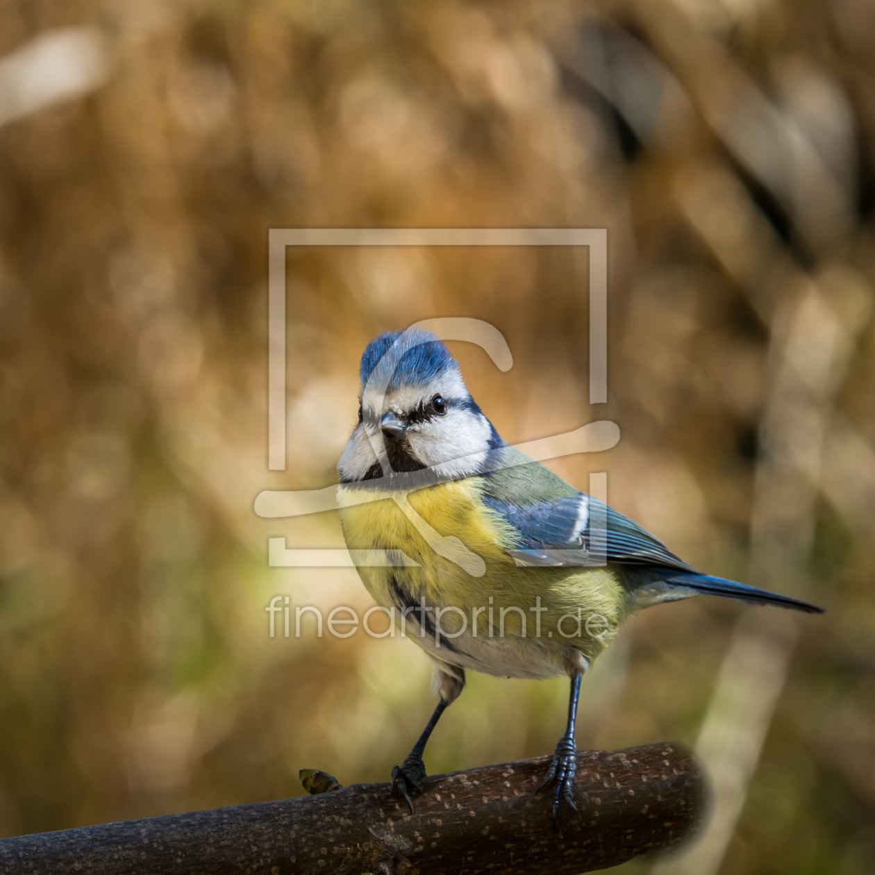 Bild-Nr.: 11365542 Blaumeise Cyanistes caeruleu erstellt von Richard-Young