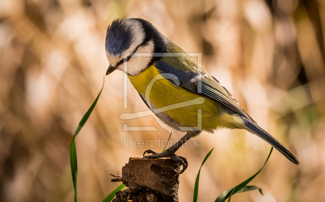 Bild-Nr.: 11365544 Blaumeise Cyanistes caeruleu erstellt von Richard-Young