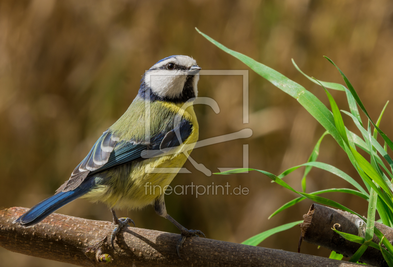 Bild-Nr.: 11365546 Blaumeise Cyanistes caeruleu erstellt von Richard-Young