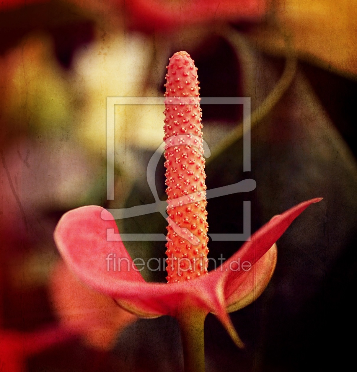 Bild-Nr.: 11366312 Calla erstellt von youhaveadream