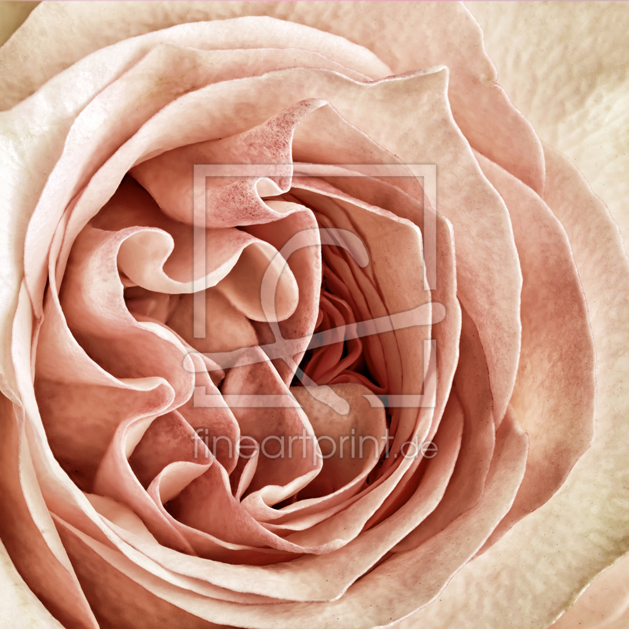 Bild-Nr.: 11366933 vintage rose erstellt von Rolf Eschbach