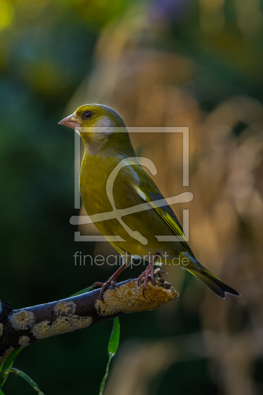 Bild-Nr.: 11367105 Grünfink Carduelis chlori Bild-Nr.: 11367105 Grünfink Carduelis chlori erstellt von Richard-Young