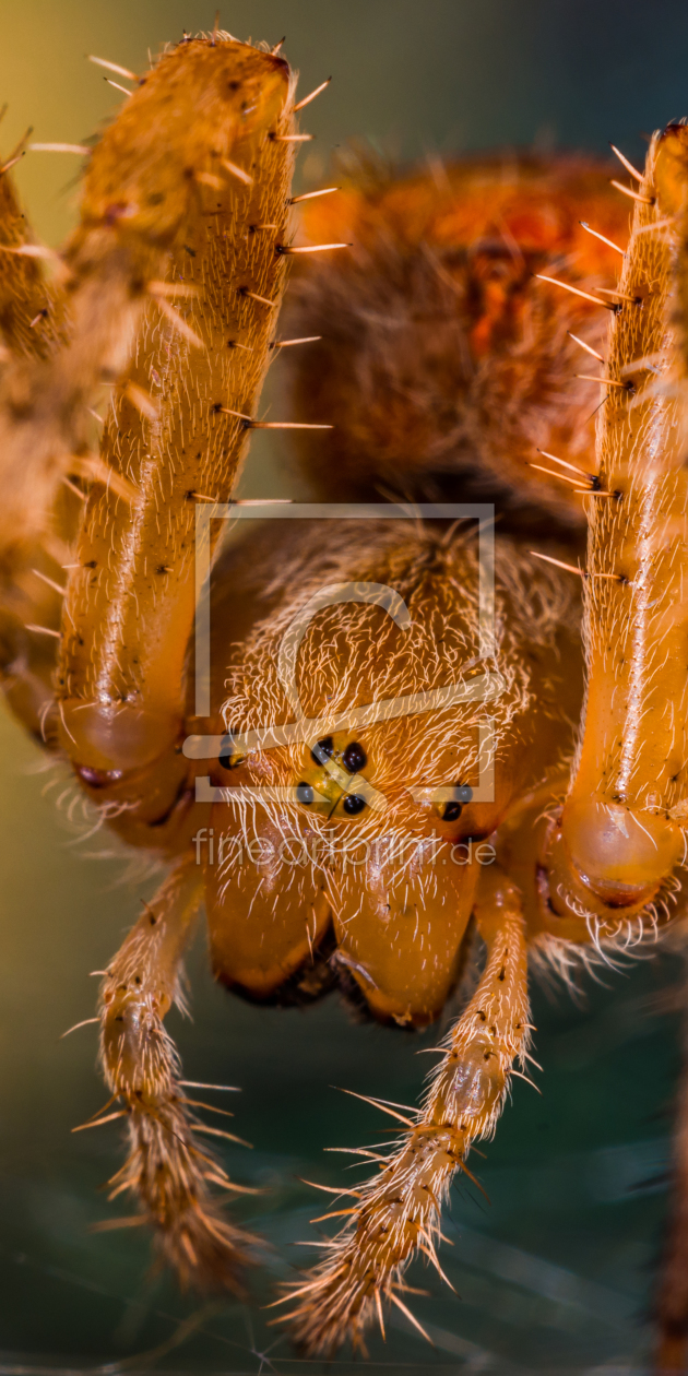 Bild-Nr.: 11367509 Kreuzspinne , Araneus erstellt von Richard-Young