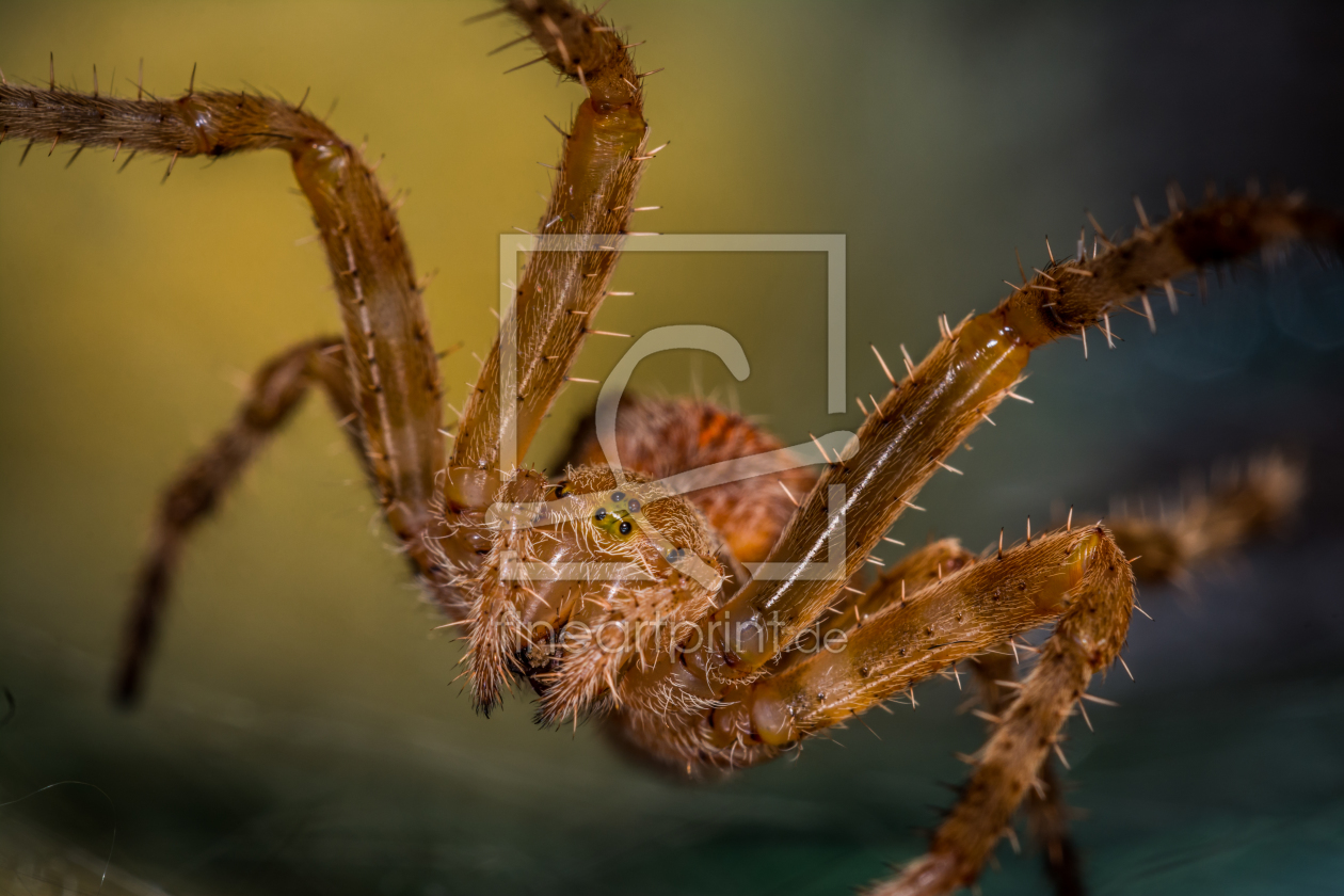 Bild-Nr.: 11367515 Kreuzspinne , Araneus erstellt von Richard-Young