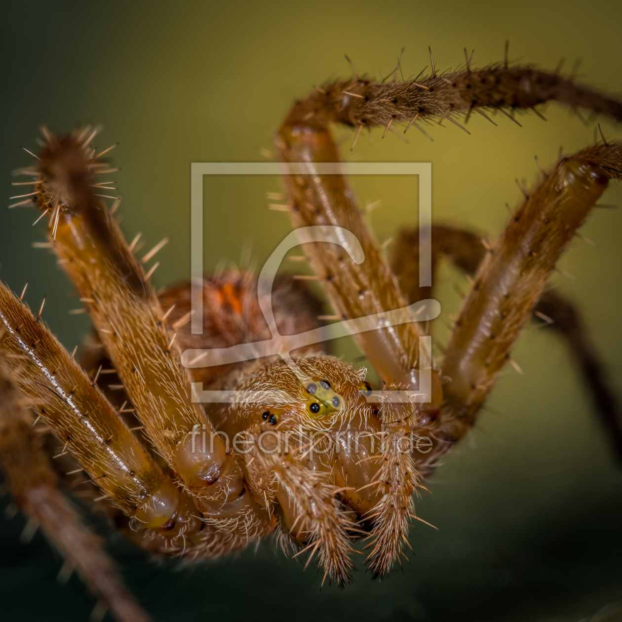 Bild-Nr.: 11368005 Kreuzspinne , Araneus erstellt von Richard-Young