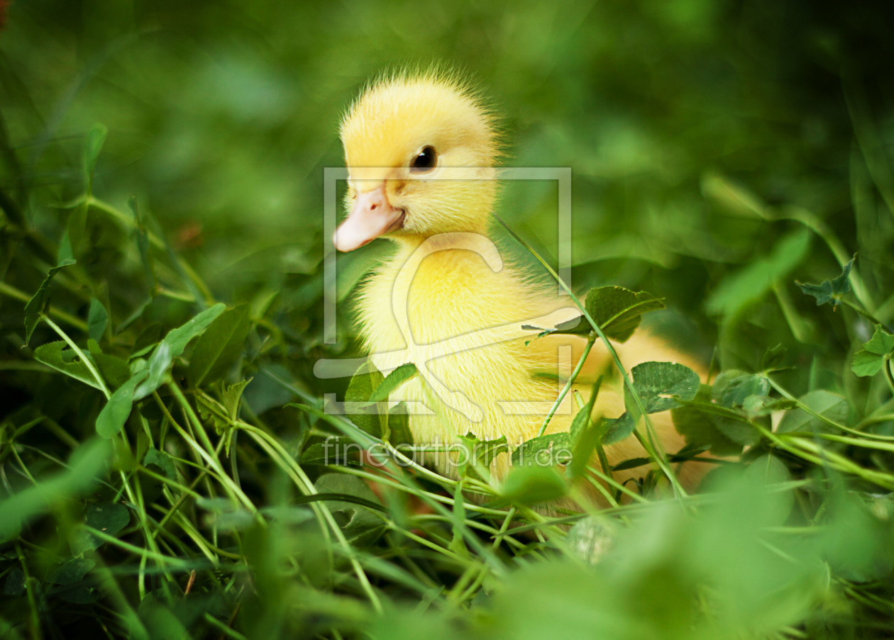 Bild-Nr.: 11368427 little Duck erstellt von Eddi D.