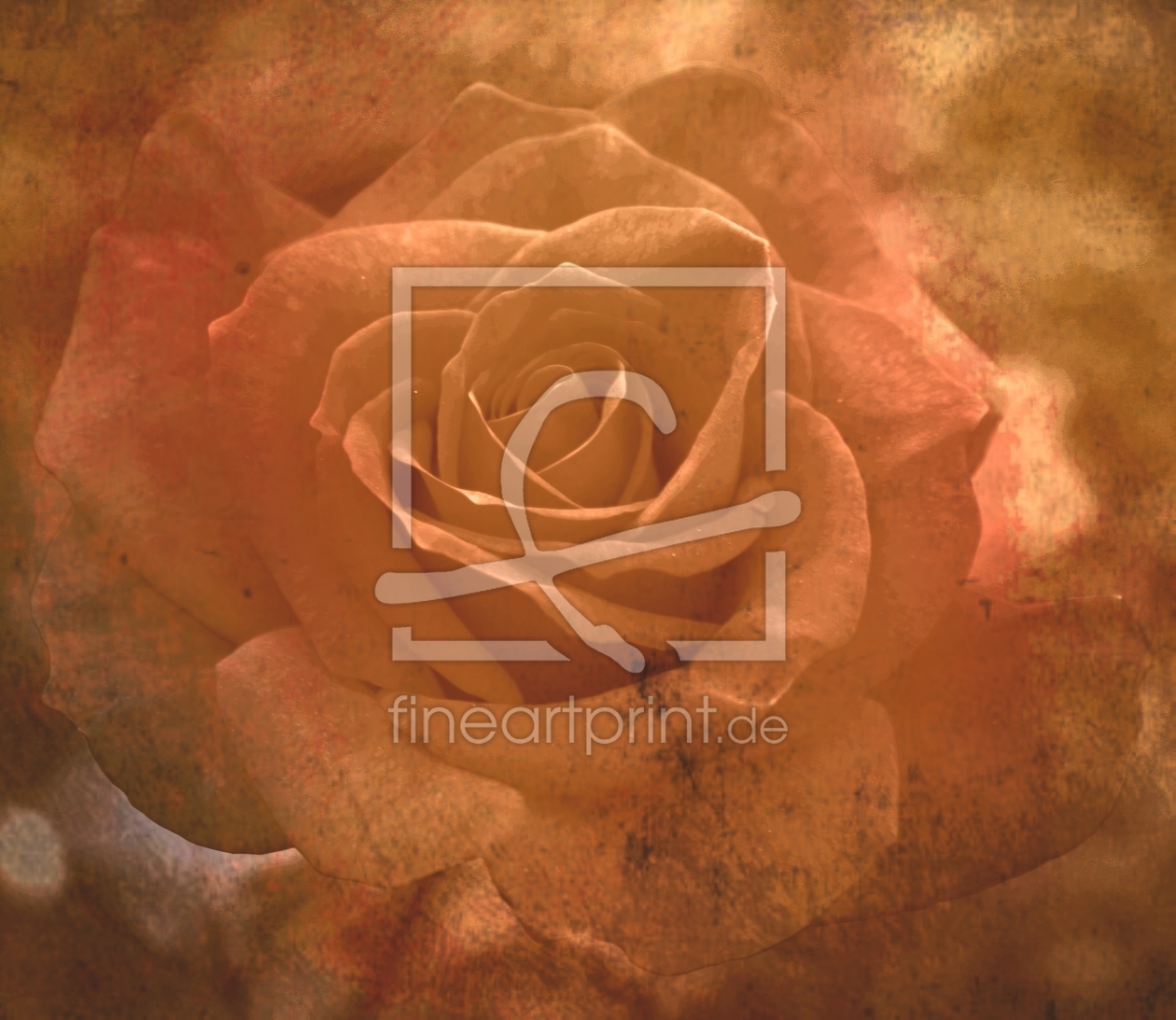 Bild-Nr.: 11368551 Rose erstellt von speedy-m86
