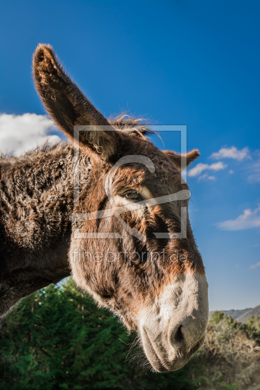 Bild-Nr.: 11369023 Esel erstellt von Richard-Young