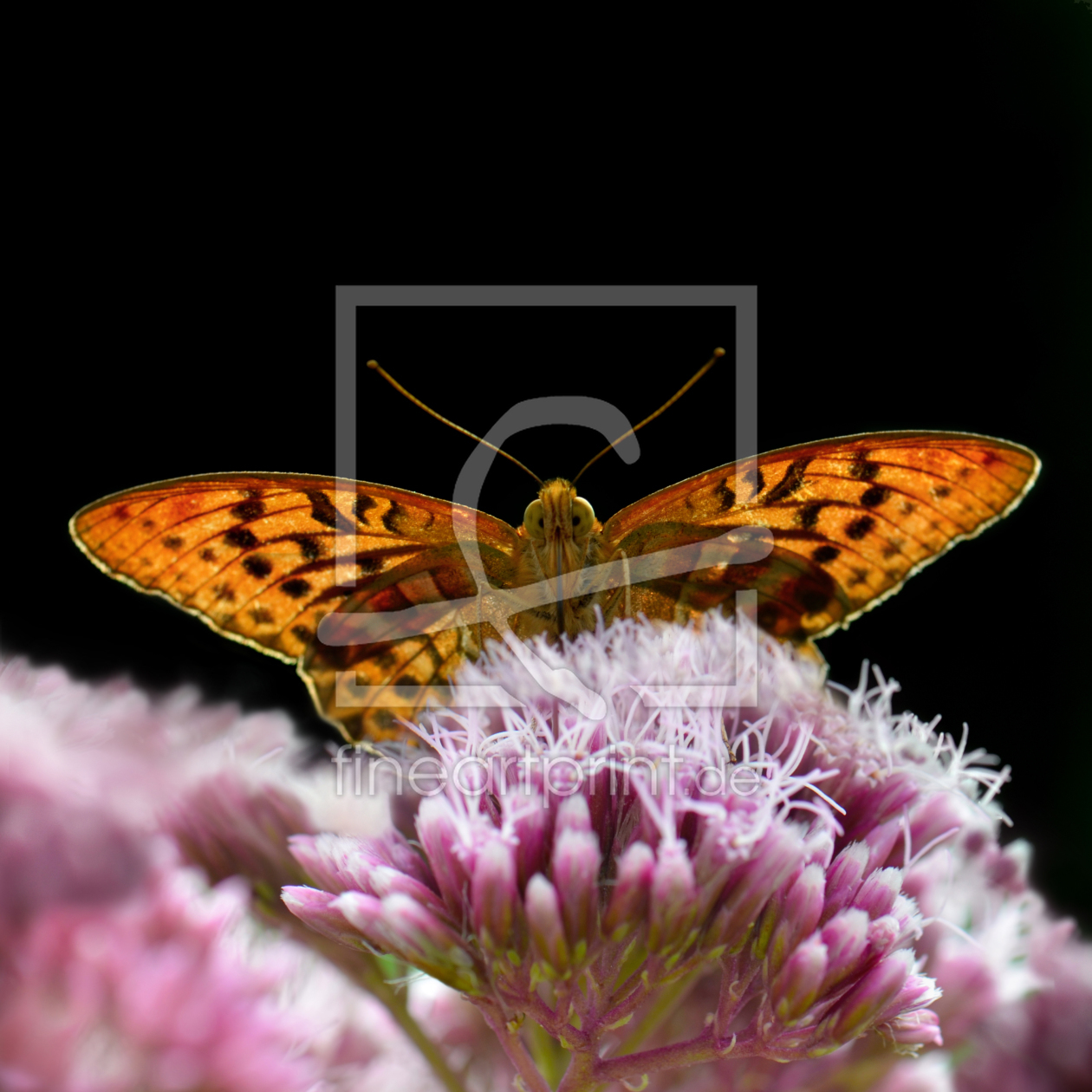 Bild-Nr.: 11369375 Schmetterling erstellt von Atteloi