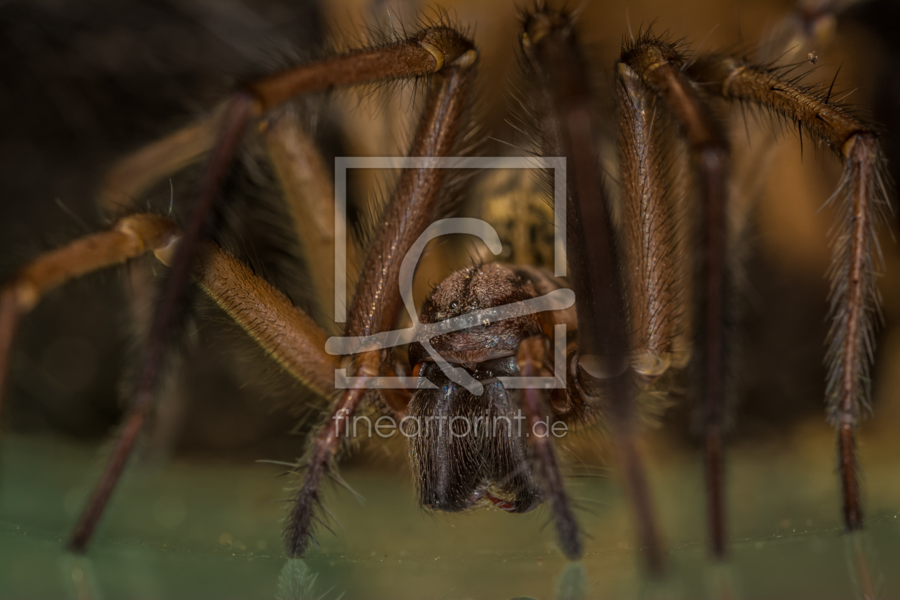 Bild-Nr.: 11369673 Tegenaria domestic , Hauswinkelspinne erstellt von Richard-Young