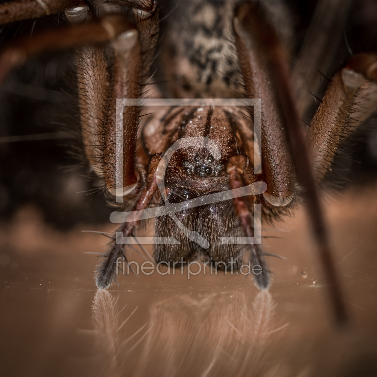 Bild-Nr.: 11369681 Tegenaria domestic , Hauswinkelspinne erstellt von Richard-Young