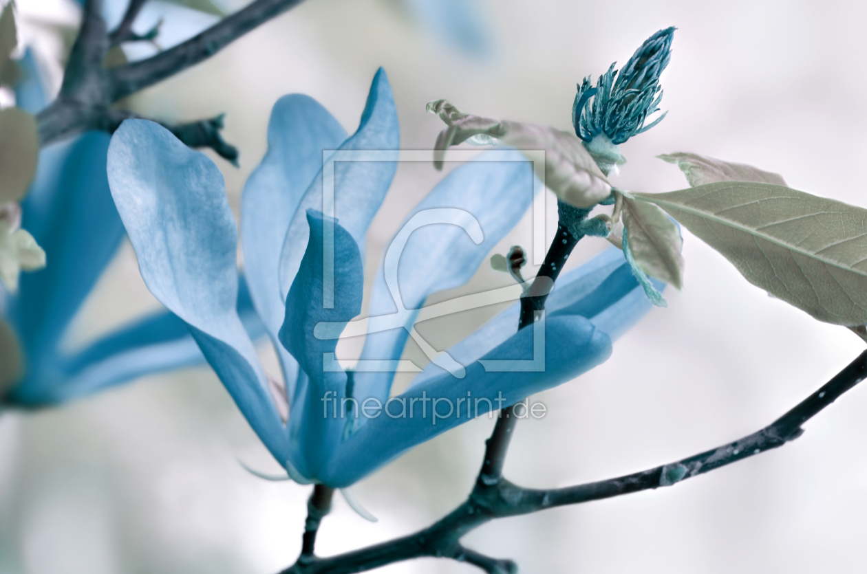 Bild-Nr.: 11370401 Blue erstellt von Atteloi