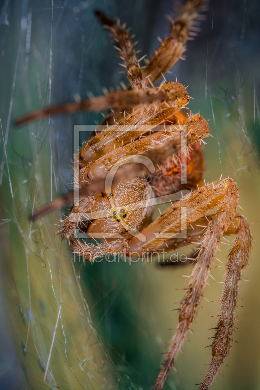 Bild-Nr.: 11373351 Kreuzspinne , Araneus erstellt von Richard-Young