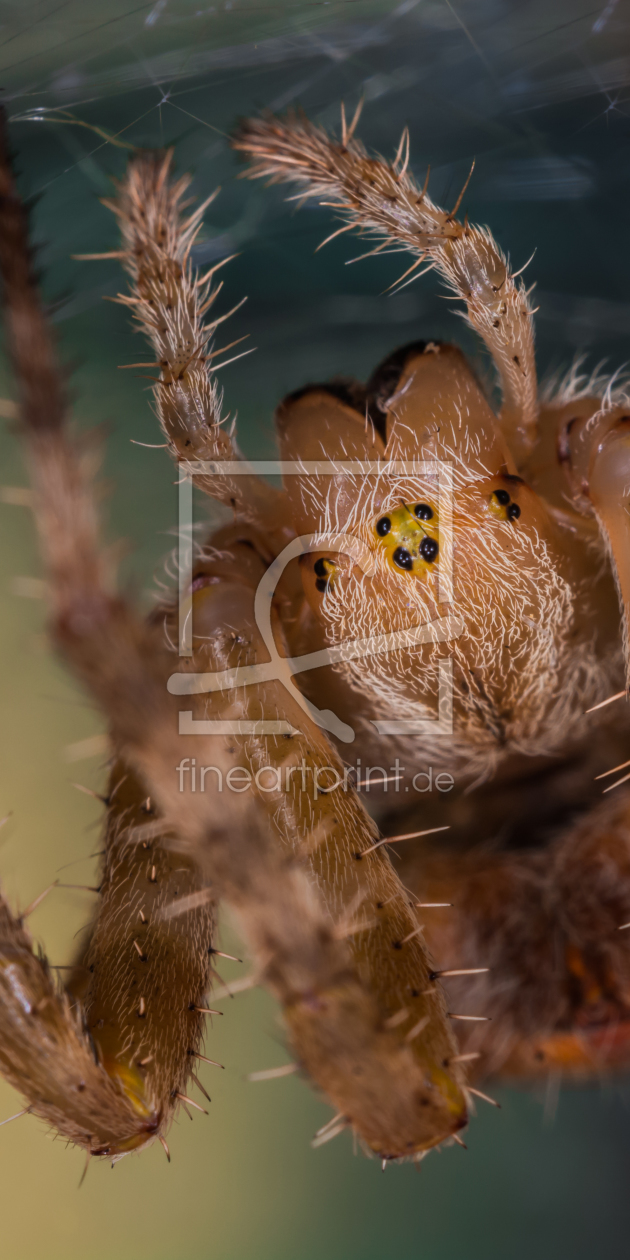 Bild-Nr.: 11373355 Kreuzspinne , Araneus erstellt von Richard-Young