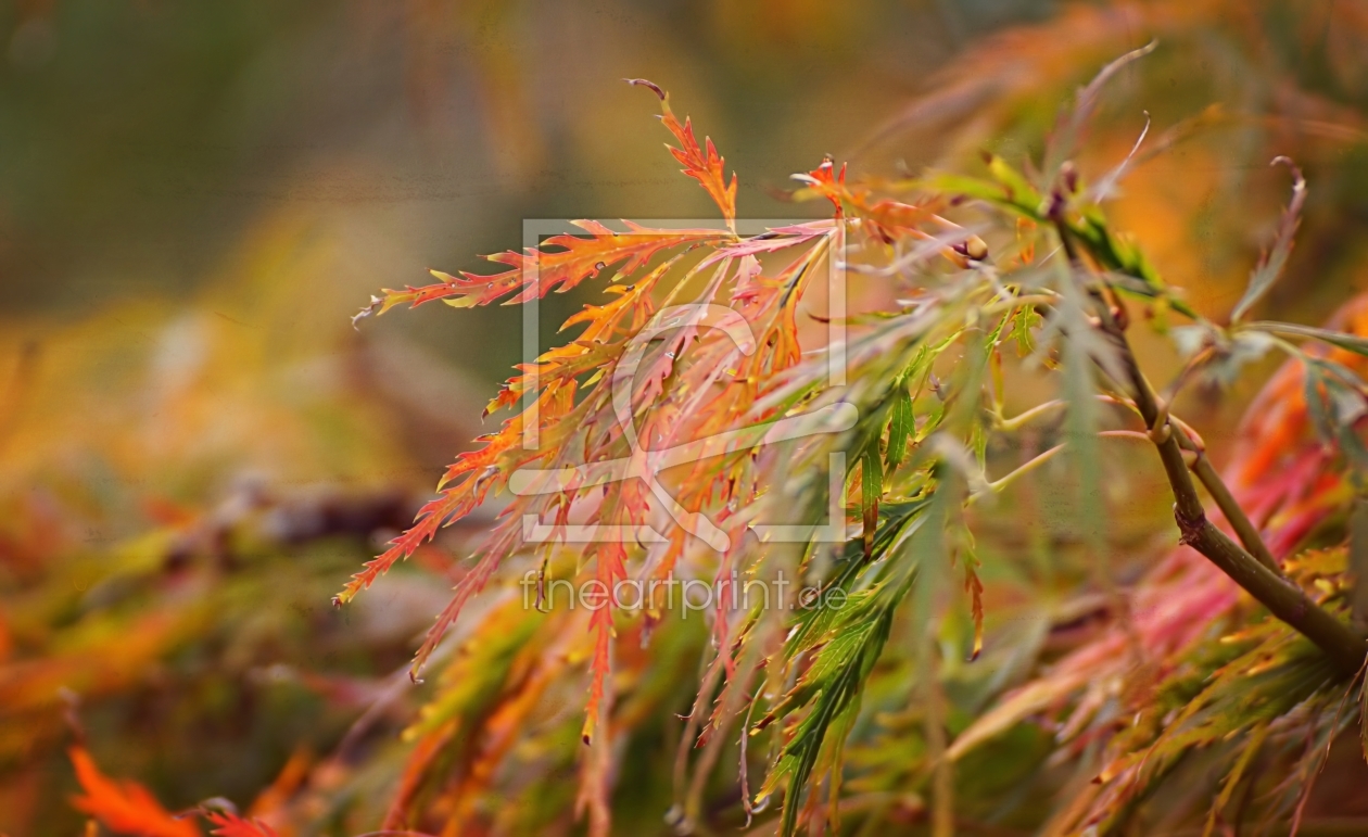 Bild-Nr.: 11374991 Japanese autumn erstellt von youhaveadream