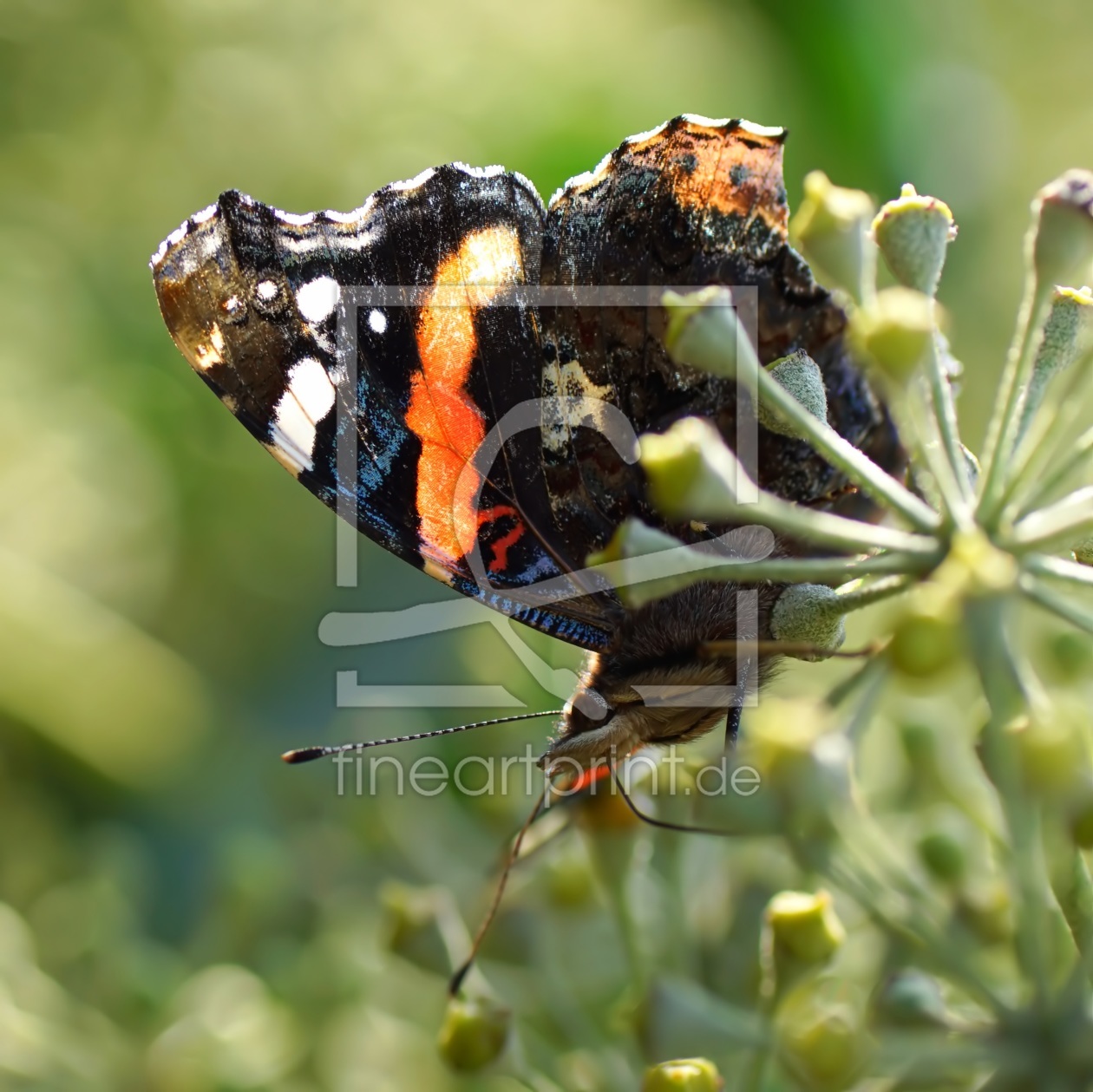 Bild-Nr.: 11375685 Herbst-Admiral Bild-Nr.: 11375685 Herbst-Admiral erstellt von youhaveadream