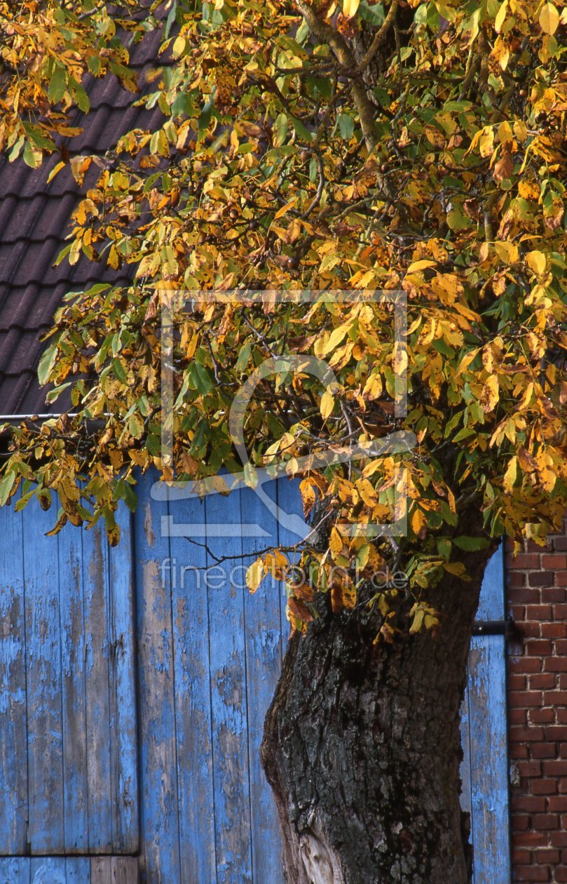 Bild-Nr.: 11375865 Kastanienbaum im Herbst vor Bauernhof erstellt von A-Grotehans