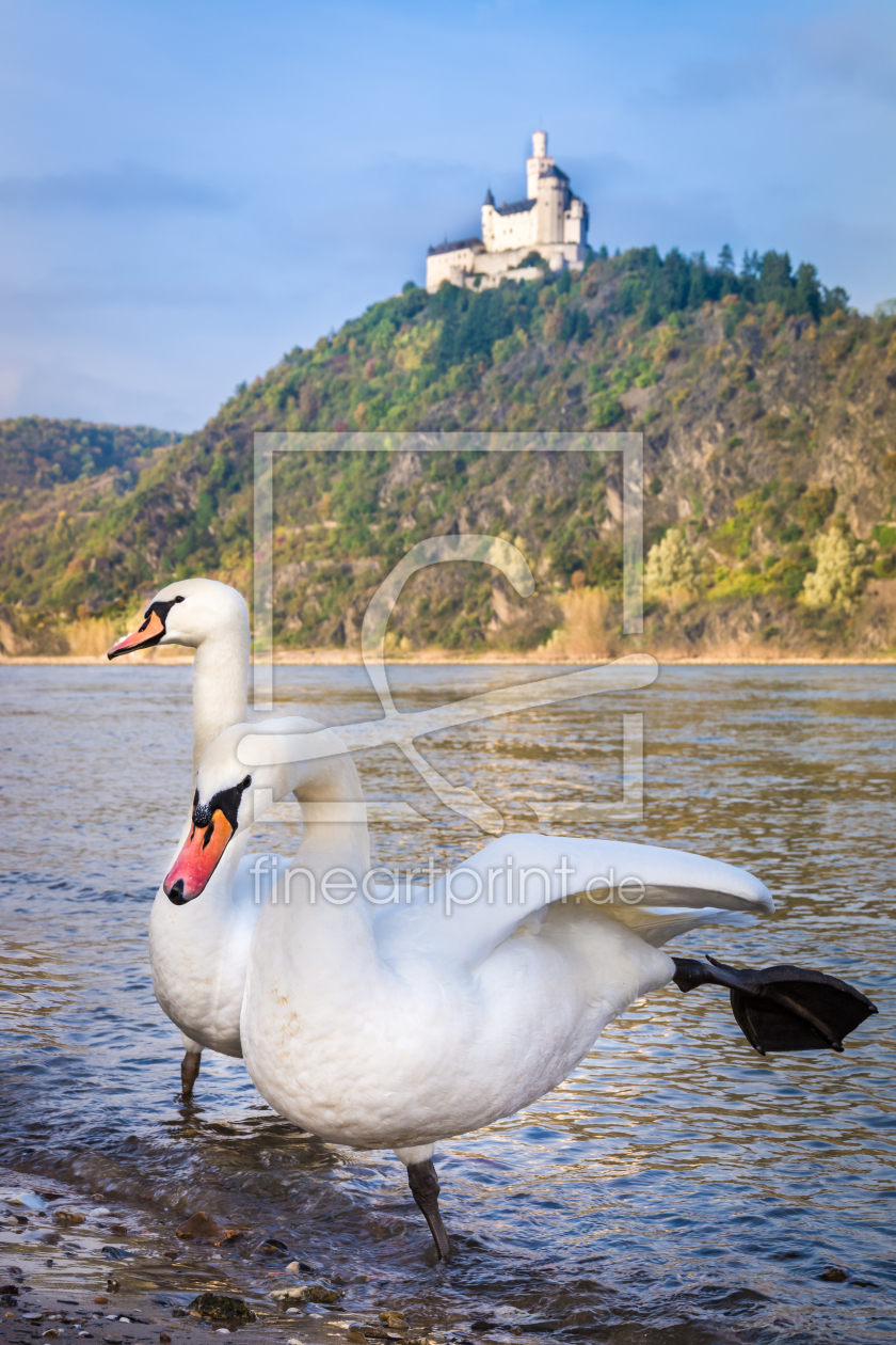 Bild-Nr.: 11375935 Schwanensee-ballett vor Marksburg im Mittelrheintal erstellt von Richard-Young