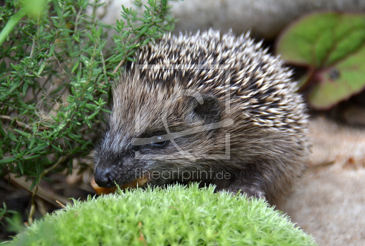 Bild-Nr.: 11376315 Igel-Nachwuchs erstellt von GUGIGEI