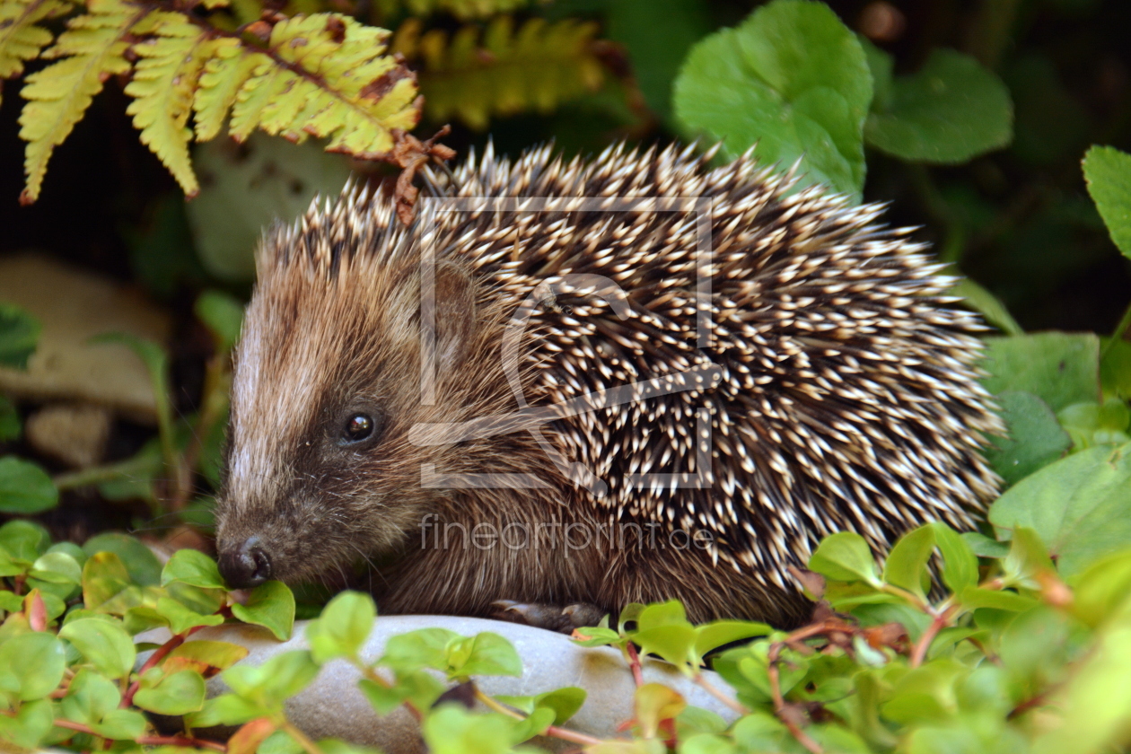 Bild-Nr.: 11376497 Igelchen erstellt von GUGIGEI