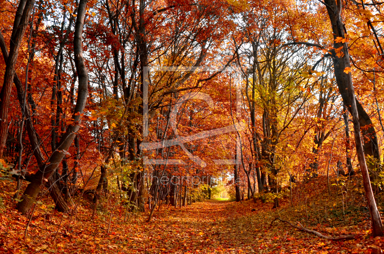 Bild-Nr.: 11376673 Herbst Bild-Nr.: 11376673 Herbst erstellt von Atteloi