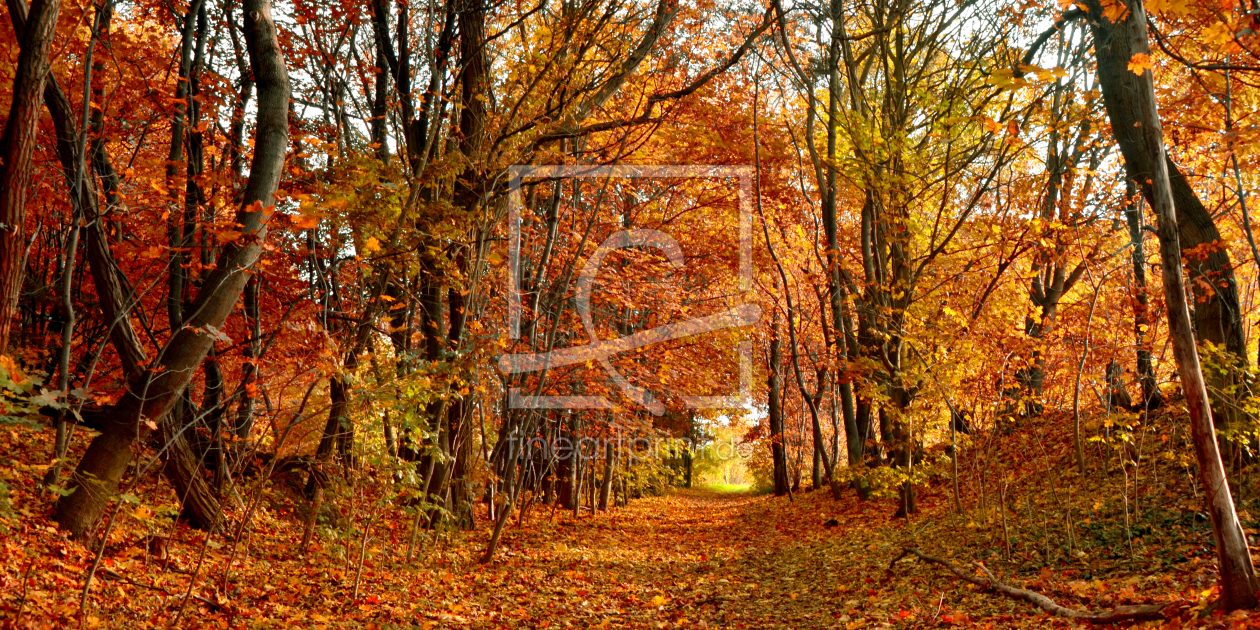 Bild-Nr.: 11376683 Herbst Bild-Nr.: 11376683 Herbst erstellt von Atteloi
