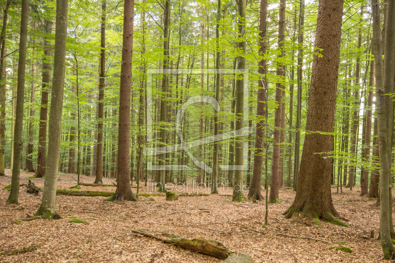 Bild-Nr.: 11376775 UNSER WALD erstellt von S-HarryPhotography