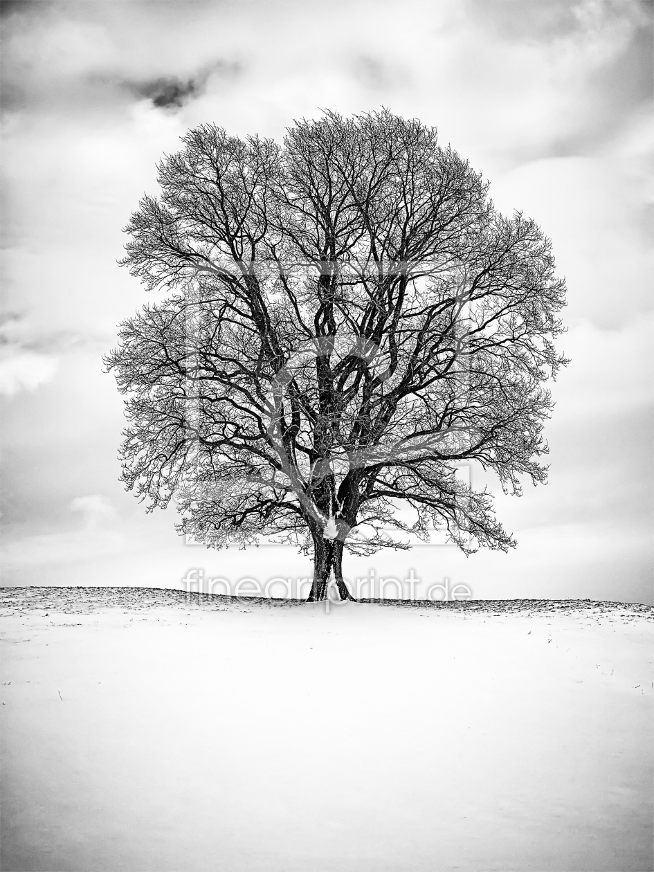 Bild-Nr.: 11376785 Winter erstellt von Markus Gann