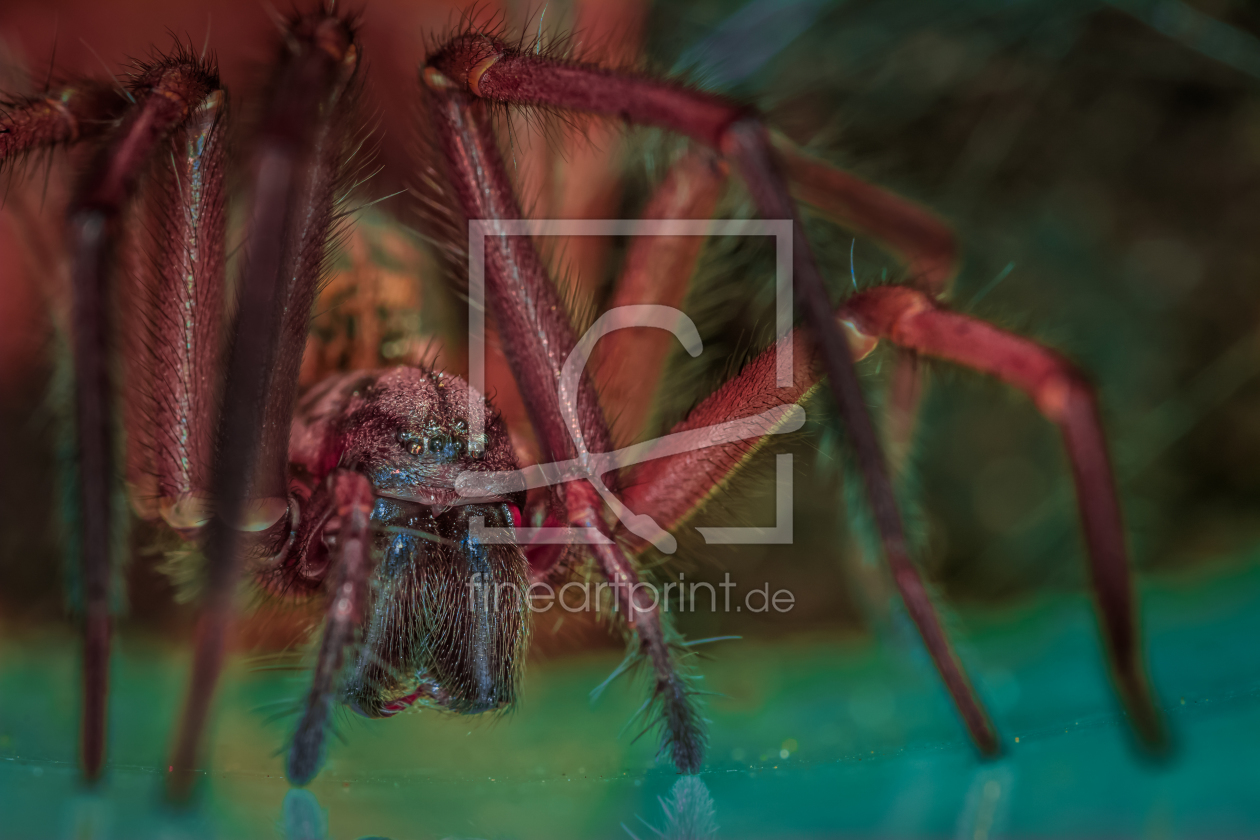 Bild-Nr.: 11376831 Tegenaria domestic , Hauswinkelspinne , experimental erstellt von Richard-Young