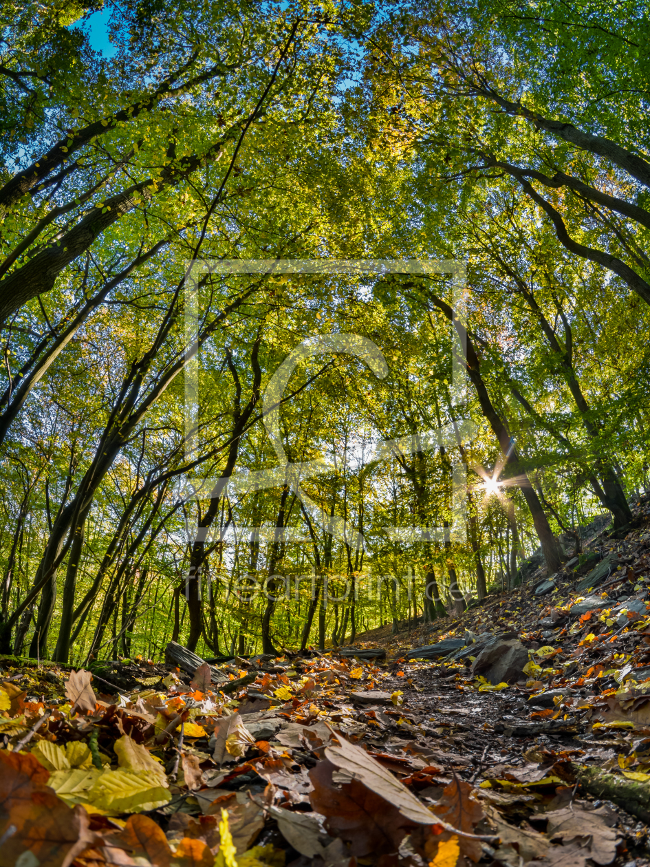 Bild-Nr.: 11378583 Herbstwald erstellt von Richard-Young